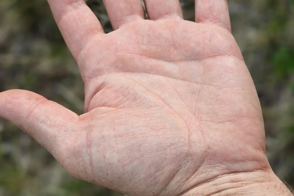 Close-up of an open palm showing the heart line, head line and life line clearly